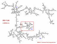 2D Drawing of RNA structure