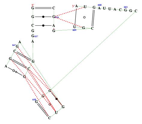 secondary structure of junction 1720