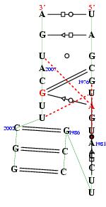 secondary structure of junction 9208